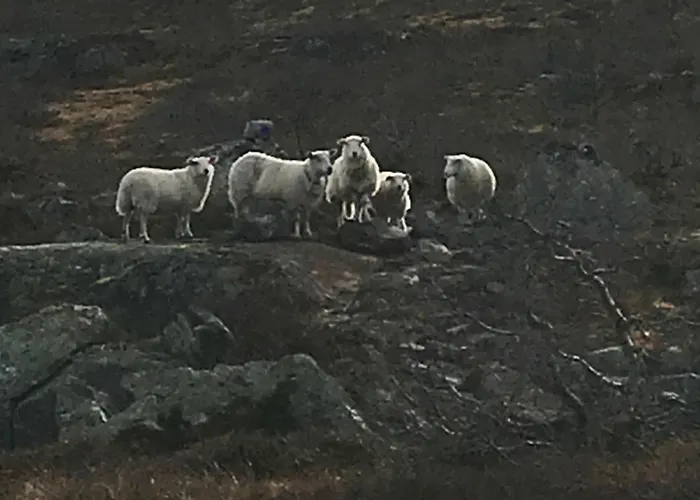 Remestoylflotti Hyttegrend * Hovden (Aust-Agder)